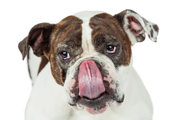 Funny English Bulldog — Stock Photo, Image