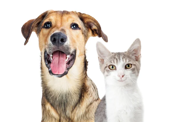 Happy puppy and kitten — Stock Photo, Image