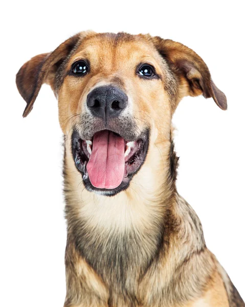 Pup met open mond — Stockfoto