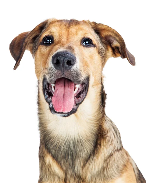 Puppy with mouth open — Stock Photo, Image