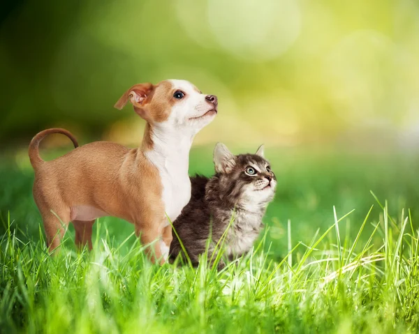 Kattunge och valp i gröngräset — Stockfoto