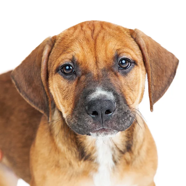 Pequeño cachorro marrón — Foto de Stock