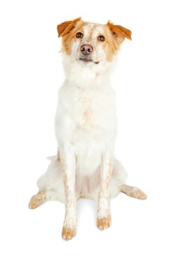 Özenli azman köpek