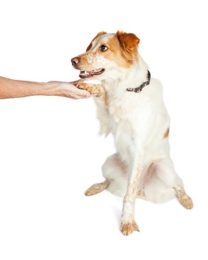 El sallayarak karışık doğurmak köpek