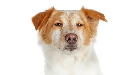 Karışık kenar kömür ocağı doğurmak köpek