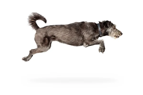 Grey dog jumping — Stock Photo, Image