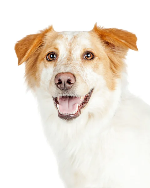 Mutlu çoban ve kenar kömür ocağı köpek — Stok fotoğraf