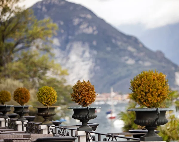 Plantes Topiaires sur Patio en Italie — Photo