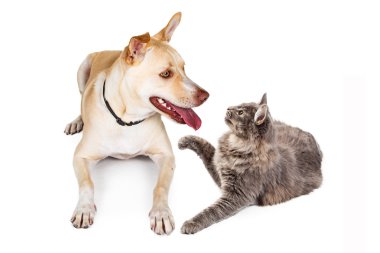 Şirin kedi ve köpek