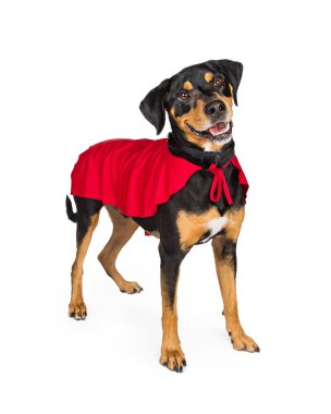 Mutlu süper kahraman köpek 