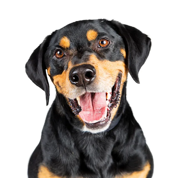 ロットワイラーの雑種犬 — ストック写真