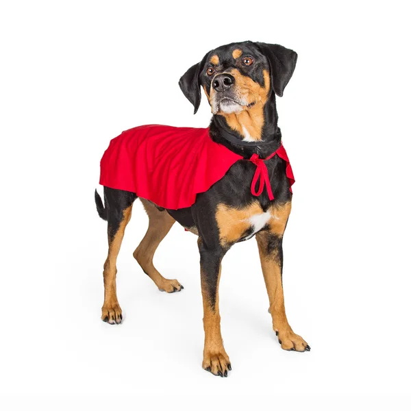 Hond in Super held Cape — Stockfoto