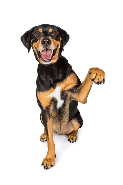 Cão levantando braço para cima — Fotografia de Stock