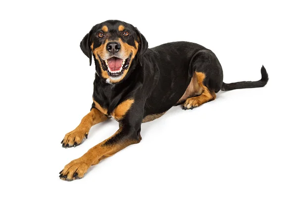 สุนัขพันธุ์ Crossbreed Rottweiler — ภาพถ่ายสต็อก