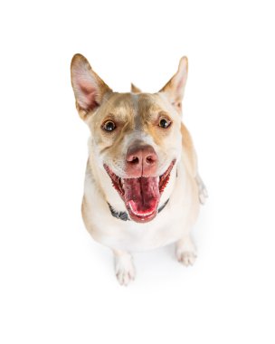 Komik köpek arıyorum