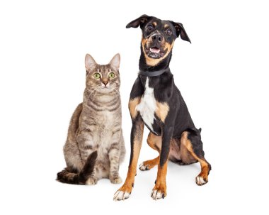 Tekir kedi ve azman köpek
