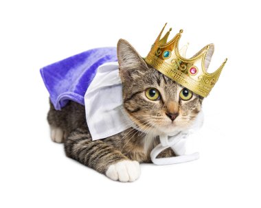 Prens kostüm de kedi
