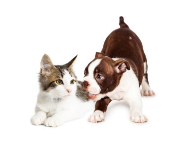 Oynak köpek ve kedi yavrusu