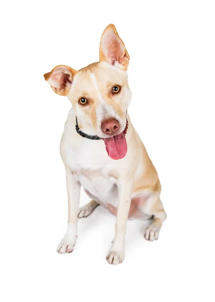 Crossbreed cão amarelo — Fotografia de Stock