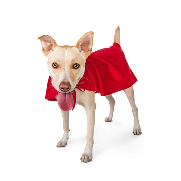 Hund trägt Superhelden-Umhang — Stockfoto