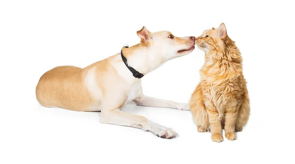 Honden- en kattenvoeders snuiven elkaar — Stockfoto