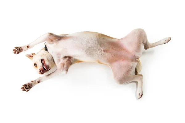 Cão brincalhão nas costas — Fotografia de Stock