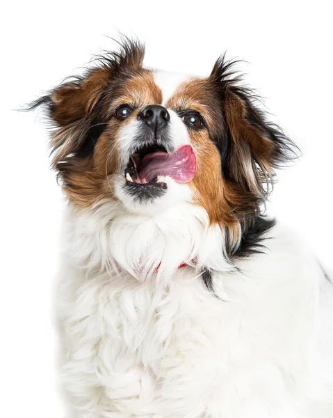 Cachorro com fome de mestiços — Fotografia de Stock