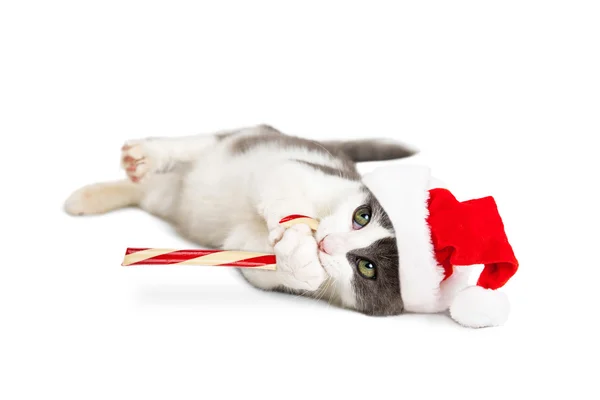 Cute Kitten Santa — Stok fotoğraf