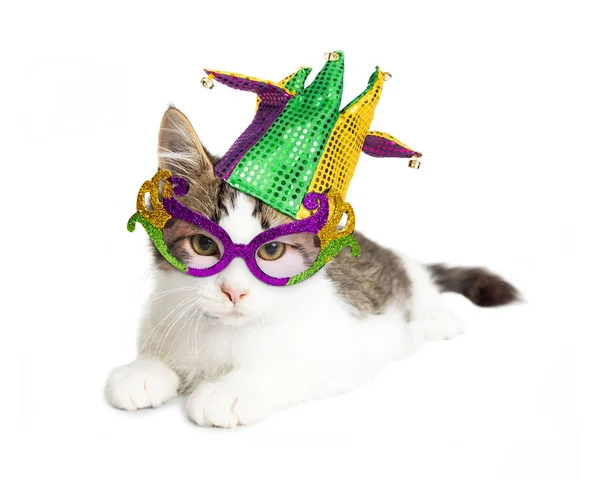 Kitten in Mardi Gras Hat — Stock Photo, Image