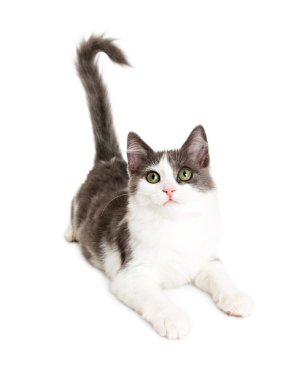 Genç özenli yavru kedi