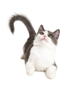 Döşeme ararken kedicik