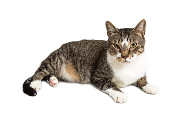 Взрослый кот — стоковое фото