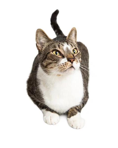 Tabby  Cat Laying on White Looking Up — Stock Photo, Image