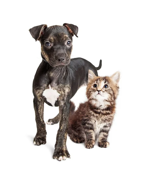 Puppy en kitten samen — Stockfoto