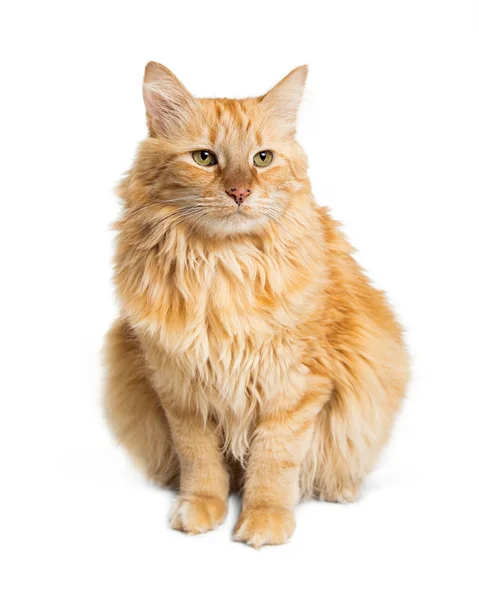 Orange Longhair Cat — Stock Photo, Image