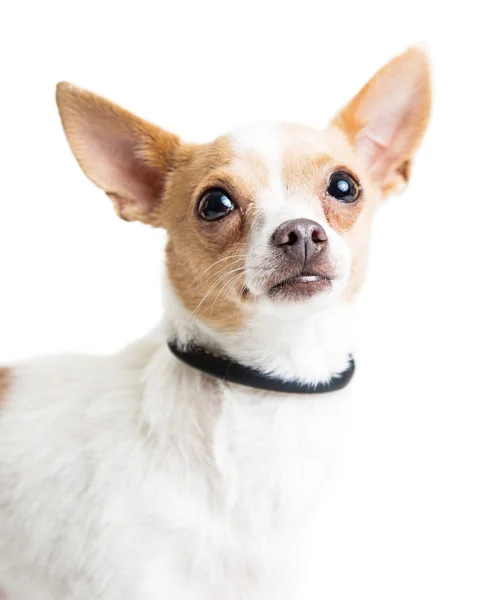 Cihuahua cão olhando para cima — Fotografia de Stock