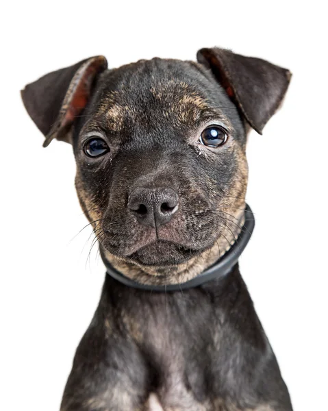 Siyah pitbul Mix köpek yavrusu — Stok fotoğraf