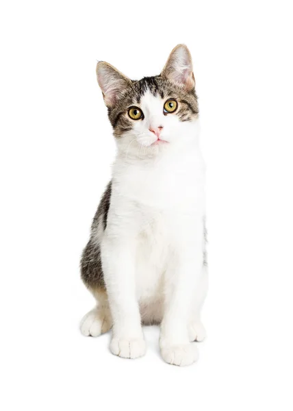 Carino gattino seduto — Foto Stock