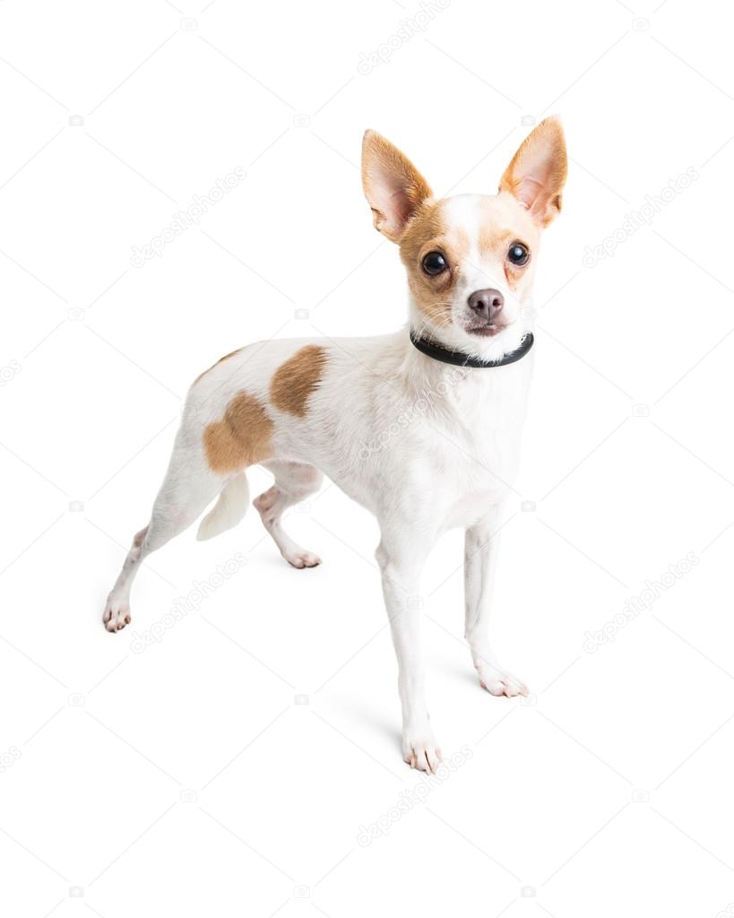 最高の動物画像 元の可愛い チワワ