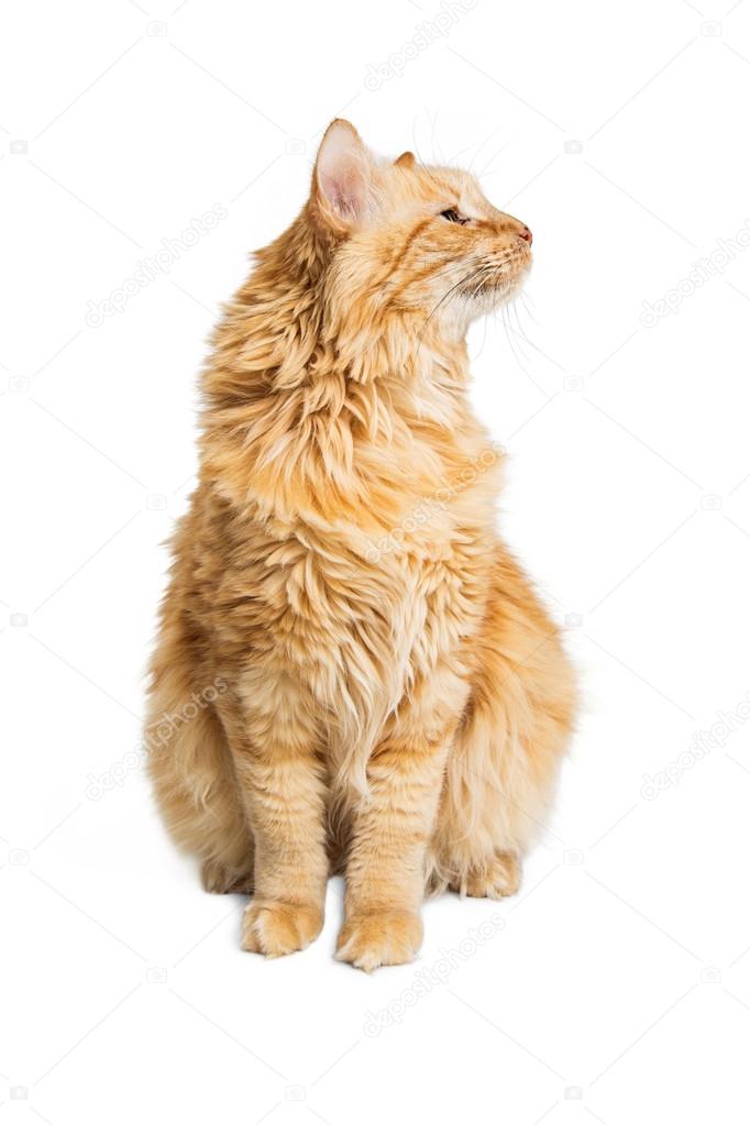 Orange Cat Sitting Stock Photo C Adogslifephoto 121079456