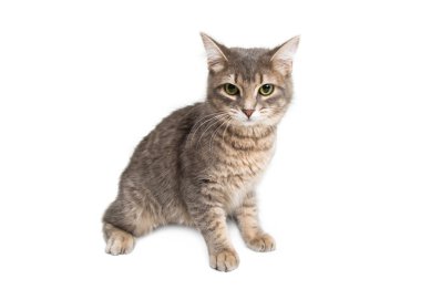 Sevimli genç yavru kedi 