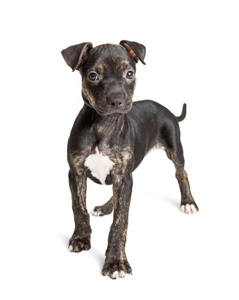 Brindle Pit Bull Puppy — Stock Photo, Image