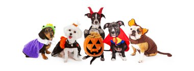 Cadılar Bayramı kostümleri giyen köpek