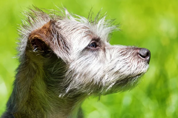 Liten terrier hund — Stockfoto