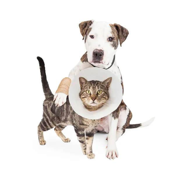 Skadad hund och katt — Stockfoto