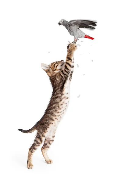 猫、鳥をキャッチ — ストック写真
