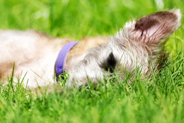 Hunden ligger i ett grönt gräs — Stockfoto