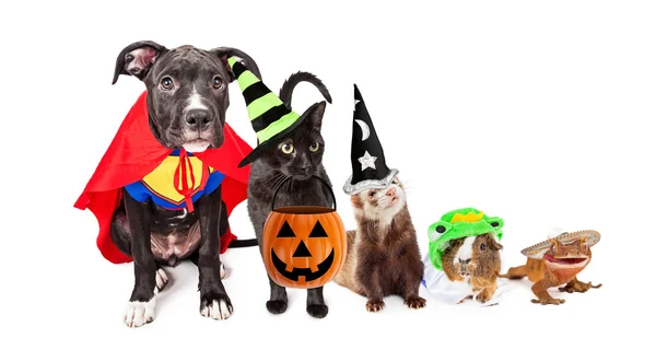 Pets wearing halloween costumes — Stock Photo, Image