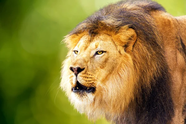 Nagy erős oroszlán — Stock Fotó