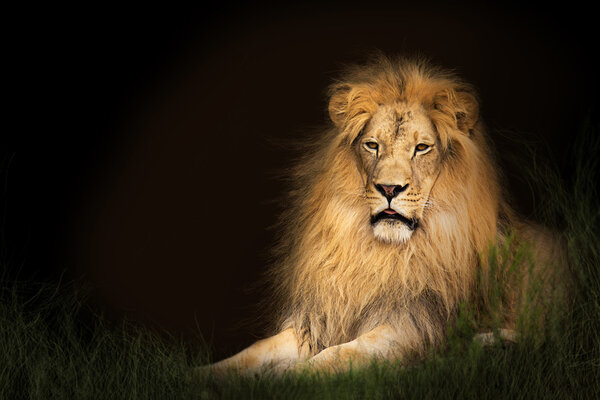 Majestic large lion lying on green grass with a dark background